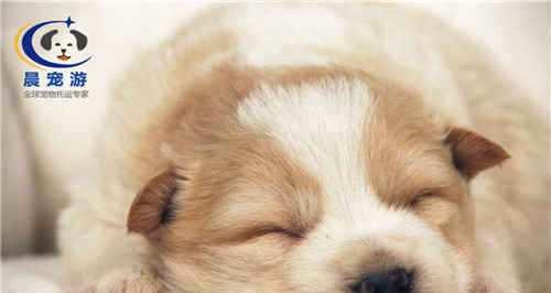 狗狗犬瘟便血怎么办？如何快速识别和处理？