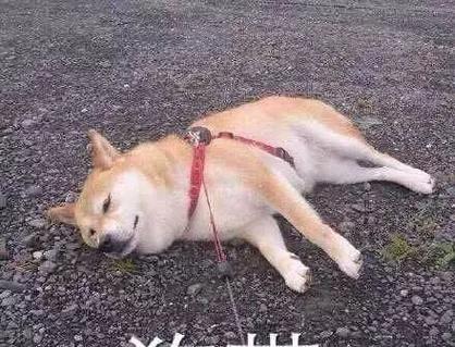 狗狗犬瘟便血怎么办？如何快速识别和处理？