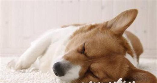 狗狗犬瘟适合吃什么？如何为患病犬提供营养支持？