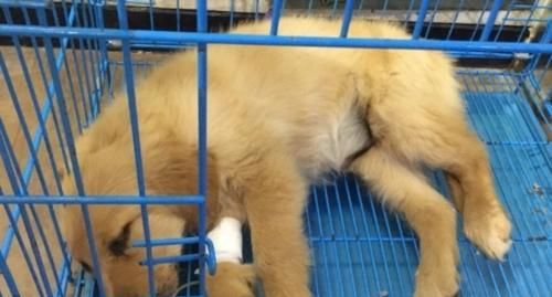 狗狗犬瘟适合吃什么？如何为患病犬提供营养支持？
