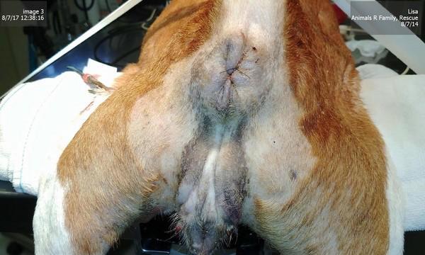 狗狗乳腺肿瘤安乐死的决定过程是怎样的？如何处理宠物的终末期疾病？