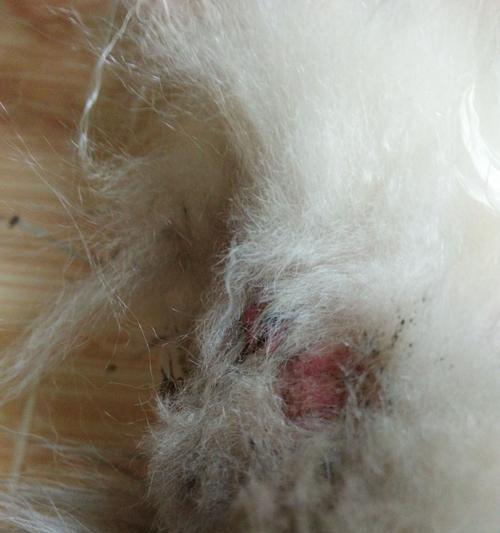 狗狗身上烂是什么病？如何识别和治疗宠物皮肤病？