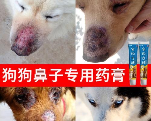 狗狗身上烂是什么病？如何识别和治疗宠物皮肤病？