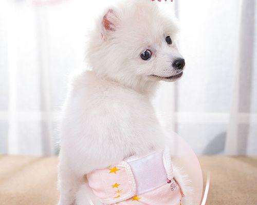 狗狗生理裤收边方法是什么？收边后效果如何？