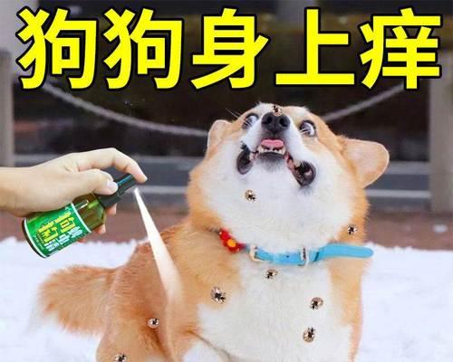 狗狗生了三十天打虫应该注意什么？如何正确进行驱虫？