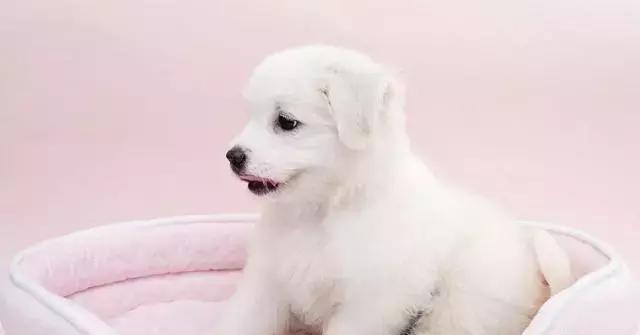 狗狗湿咳时适合吃哪些水果？