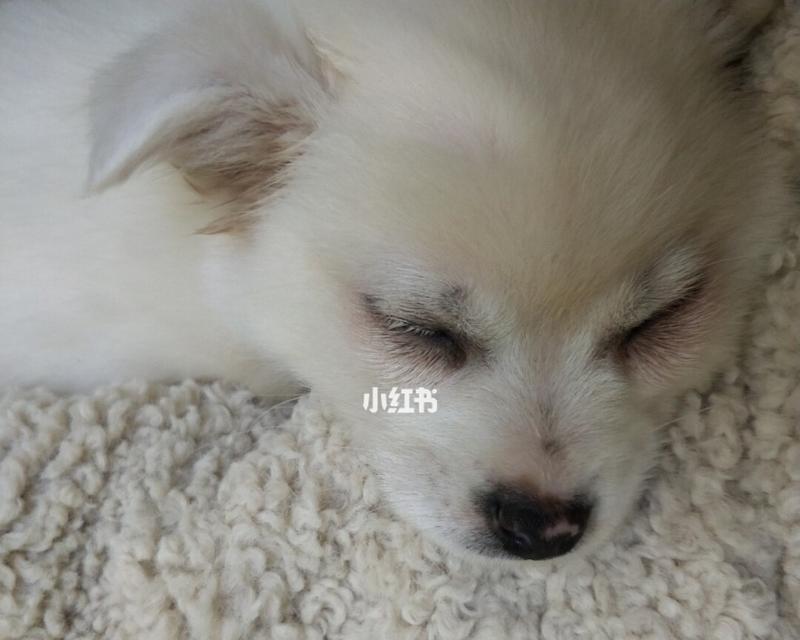 狗狗湿咳时适合吃哪些水果？