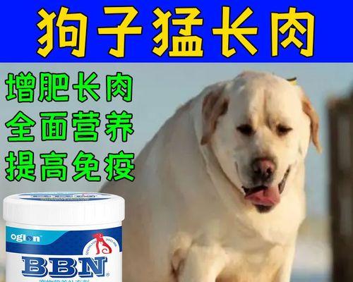 狗狗什么食物对胃好？如何选择适合狗狗的健康食品？