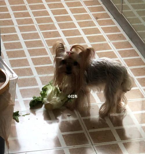 狗狗不能吃的蔬菜有哪些？如何确保宠物饮食安全？