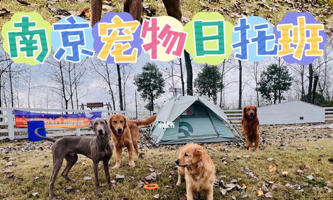 狗狗去世后多久可以再次入住家中？