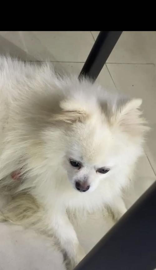 狗狗烫伤了怎么发现？有哪些症状和处理方法？