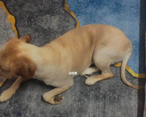 狗狗剃毛后怕冷怎么办？如何为宠物保暖？