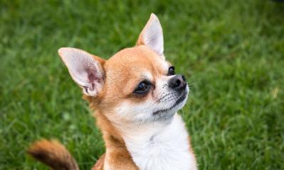 狗狗听到门铃叫怎么办？如何训练它停止叫唤？
