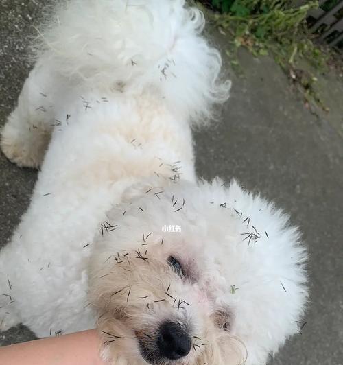 狗狗头上长泡破了怎么办？如何预防和处理？