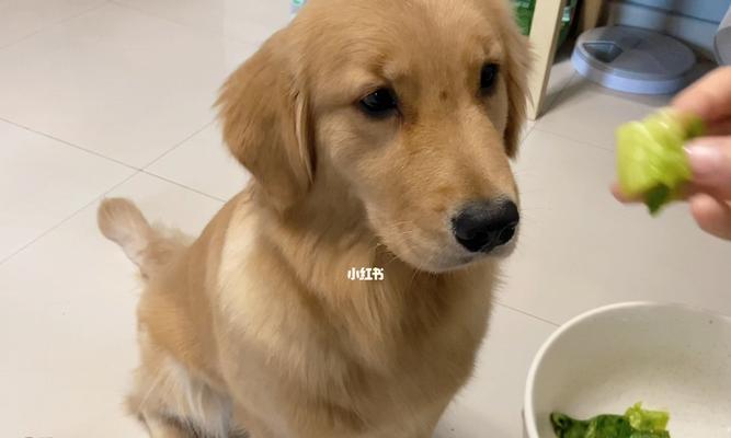 狗狗爱吃芒果的原因是什么？这对它们健康有影响吗？