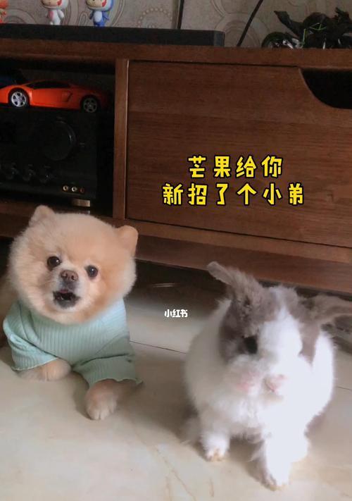 狗狗爱吃芒果的原因是什么？这对它们健康有影响吗？