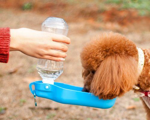 狗狗不爱喝水怎么办？如何鼓励狗狗多喝水？