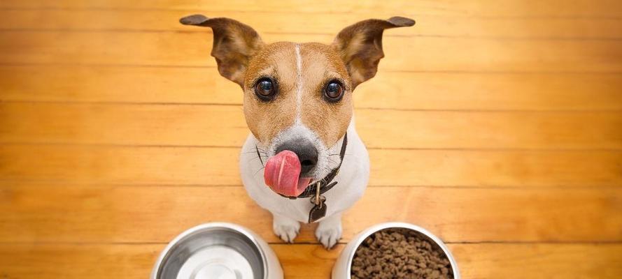 狗狗不吃火腿怎么办？可能的原因和解决方法是什么？