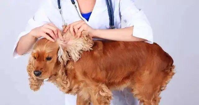 狗狗为什么会得狗藓？如何预防和治疗？