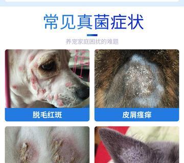 狗狗为什么会得狗藓？如何预防和治疗？