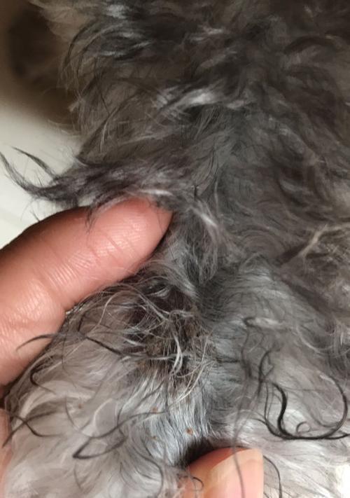 狗狗为什么会得狗藓？如何预防和治疗？