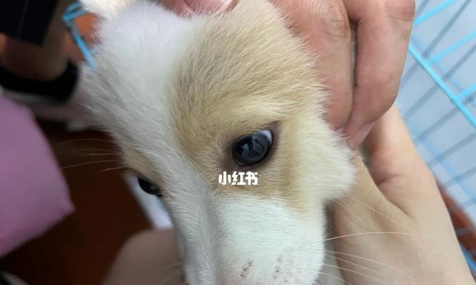 狗狗频繁流泪的原因是什么？如何解决？