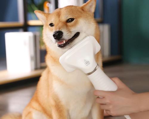 狗狗为什么怕吹风机？如何让宠物适应使用吹风机？