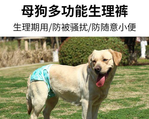 狗狗四处撒尿的原因是什么？如何训练狗狗正确排尿？