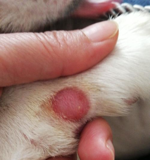 狗狗腿肉裂开的原因是什么？如何预防和处理？