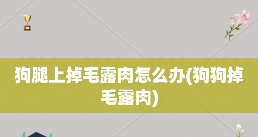 狗狗腿肉裂开的原因是什么？如何预防和处理？