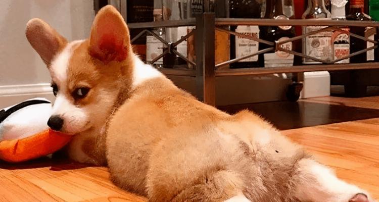 狗狗为什么喜欢舔屁？了解背后的原因和解决方法