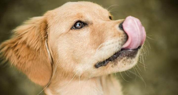 狗狗为什么喜欢舔屁？了解背后的原因和解决方法