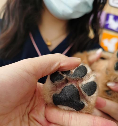 狗狗为什么要剃脚毛？剃除脚毛的好处是什么？