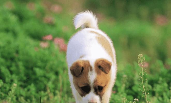 狗狗阴囊炎的原因是什么？如何预防和治疗？