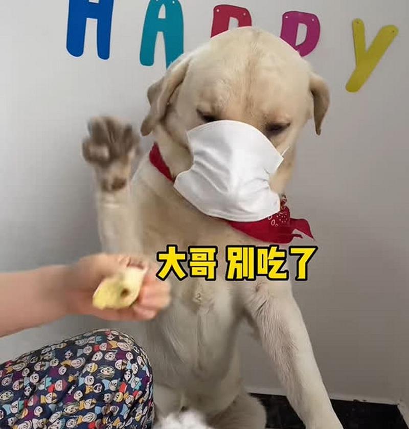 狗狗晕电瓶车的原因是什么？如何预防和处理？