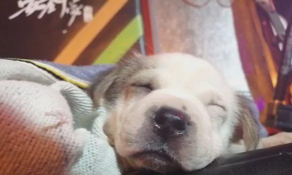 狗狗晕电瓶车的原因是什么？如何预防和处理？