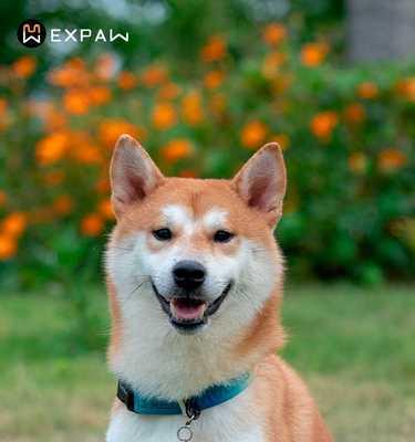 狗狗在地上抓的行为是什么原因？如何正确应对？