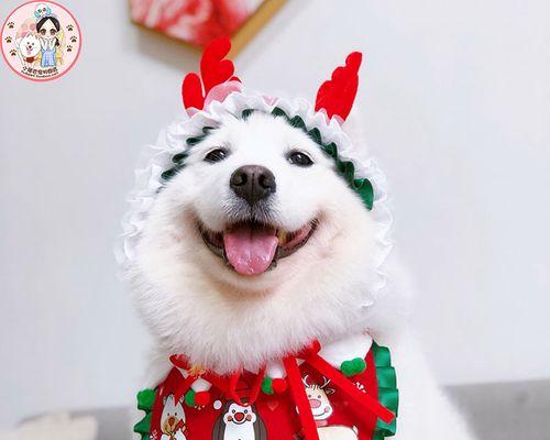 狗狗尾巴偏向一侧是正常现象吗？可能的原因是什么？