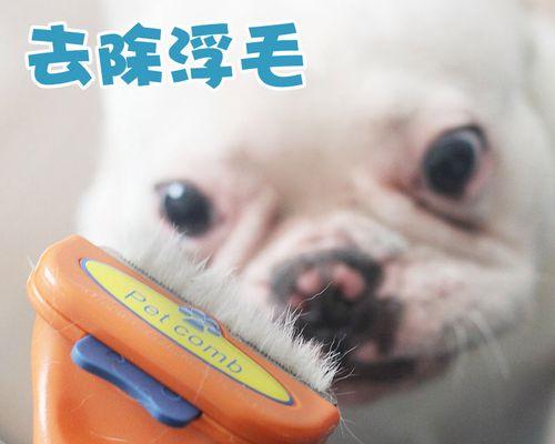 狗狗喜欢主人梳毛吗？如何让宠物享受梳理过程？