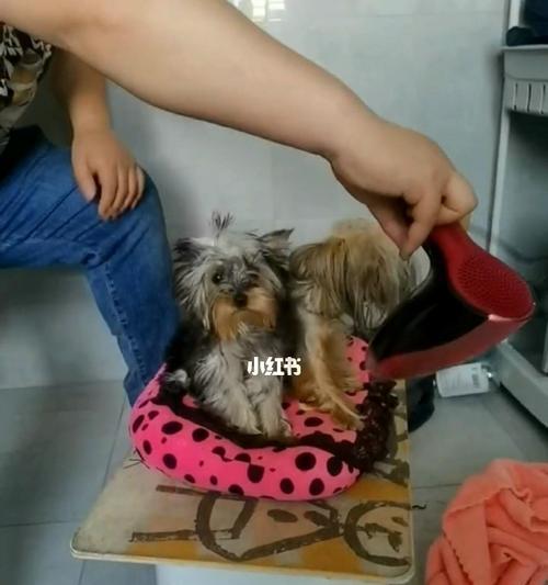 狗狗洗澡不乖怎么办？有效驯养技巧大公开！