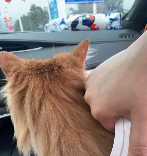 狗狗洗澡后滴大宠爱有什么效果？多久使用一次合适？