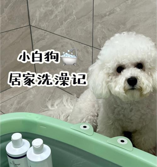 狗狗洗澡洗多久合适？如何确保彻底清洁？