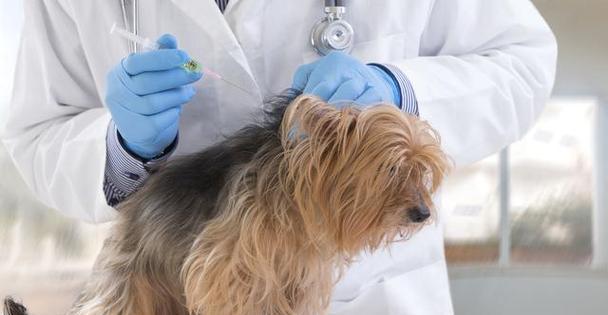 狗狗细小病毒需要打什么点滴？治疗过程中常见问题解答？