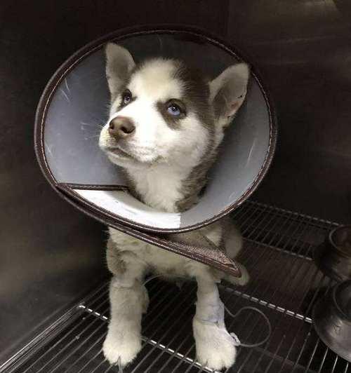 狗狗细小但是没有吐？这是怎么回事？