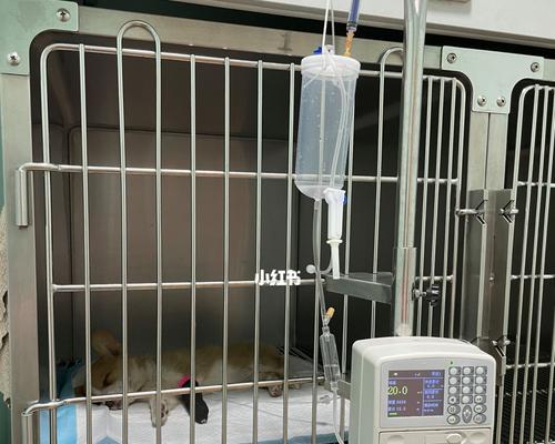 狗狗细小病毒点滴治疗用什么药物？治疗后如何护理？