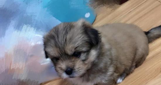 狗狗细小怕冷怎么办？如何为患病狗狗提供保暖措施？