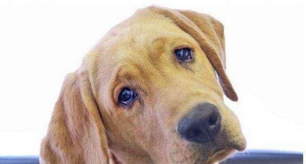 狗狗细小怕冷怎么办？如何为患病狗狗提供保暖措施？