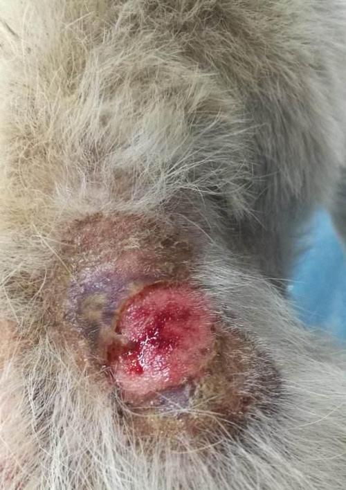 狗狗下巴掉皮怎么办？如何正确处理和预防？