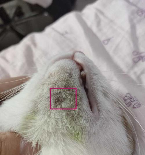 狗狗下巴长白色痘痘是怎么回事？如何处理？