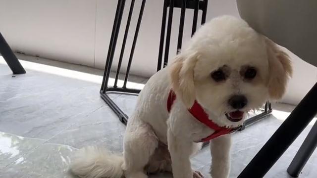 狗狗夏天坐月子需要注意什么？有哪些特别的护理方法？
